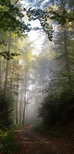 Im Bischofszeller Wald verdrängt die Sonne den Nebel. (Bild: Reto Schlegel)