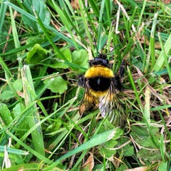 Erdhummel, nur die Königin überlebt den Winter. (Bild: Toni Sieber)