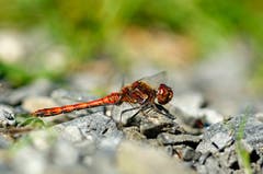 Heidelibelle (Bild: Marianne Schmid)