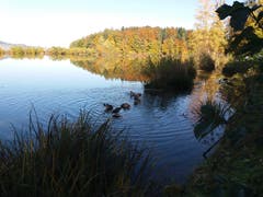 Der Gübsensee in St.Gallen mit einigen Enten. (Bild: Dominik Karrer)