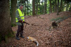 Für den Jäger ist ein gesunder Fuchs eine schöne Beute. (Bild: Raphael Rohner)