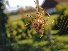 Spinne ganz nah. (Bild: Toni Sieber)