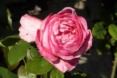 Späte Rose an einem Bauernhaus oberhalb Abtwil. (Bild: Wolfgang Ponader)