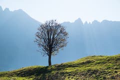 Auf Alp Horn. Baum vor dem Windenpass. (Bild: Franz Häusler)