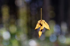 Die Blätter fallen von den Bäumen. Dass ich dieses Blatt so in der Luft fotografieren konnte, war, weil es an einem feinen Spinnfaden hing. Es war aber trotzdem nicht so einfach, da es sich immer hin und her bewegte. (Bild: Marianne Schmid (Gunzwil, 16. Oktober 2018))