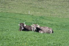 Zweisamkeit - ganz ohne OLMA. (Bild: Daniel Locher)
