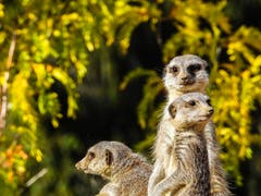 Alles unter Kontrolle - jeder hat seine Blickrichtung. Erdmännchen im Walter Zoo Gossau. (Bild: Renato Maciariello)