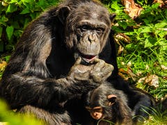 Mutterglück im Herbst, aufgenommen im Tierliwalter Zoo. (Bild: Renato Maciariello)