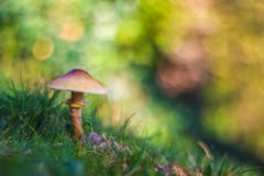 Pilz -Saison: Dieser hier wächst bei uns im Rasen. (Bild: Petra Jung (Hämikon, 16. Oktober 2018))