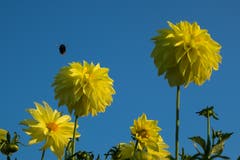 Komplementärfarben. Die Natur ist nach wie vor aktiv. (Bild: Franz Häusler)