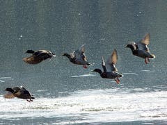 Fünf Stockenten beim Abflug auf dem Soppensee. (Bild: Josef Lustenberger (Buholz, 17. Oktober 2018))