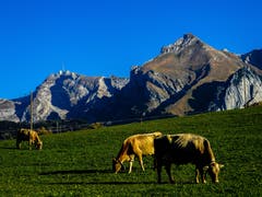 Die Kühe am Schwendisee mit toller Aussicht. (Bild: Renato Maciariello)