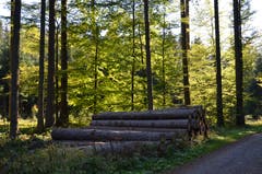 Herbstlicher Waldspaziergang bei tollem Wetter. (Bild: Gerhard Estermann (Hämikon, 4. Oktober 2018))