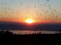 Sonnenuntergang von Edlibach Richtung Zugersee mit den Vögeln im Vordergrund, die sich zum Abflug Richtung Süden sammeln. (Bild: Ruedi Walker (Edlibach, 18. Oktober 2018))
