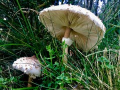 Herbstzeit - Pilzzeit. (Bild: Peter Bumbacher (Unterägeri, 20. September 2018))