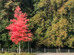 Herbststimmung. (Bild: Franz Keller (Sempach, 18. Oktober 2018))