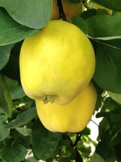 Goldener Quittensegen! (Bild: Cecile Weibel (Beromünster, 19. Oktober 2018))