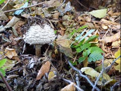 Wo ein Wille ist, ist auch ein Weg! Dieser Spruch gilt auch für diesen Pilz. (Bild: Josef Lustenberger (Buholz, 17. Oktober 2018))