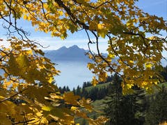 Goldener Herbst auf der Rigi mit Blick auf den Pilatus. (Bild: Andrea Arnold (Rigi, 12. Oktober 2018))