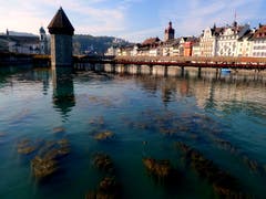 Seegras in der Reuss da braucht es wohl Kühe mit Taucherbrille. (Bild: Walter Buholzer (Luzern, 17. Oktober 2018))