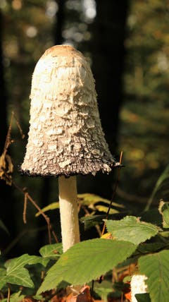 Pilz im Wald - ist ziemlich gross geworden. (Bild: Irene Wanner (Schötz, 18. Oktober 2018))