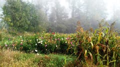 Blumenfeld im Nebel. (Anna-Rita Jörger (Cham, 13. Oktober 2018))