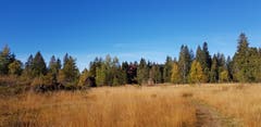 Hochmoor Schwantenau. (Bild: Helen Wiser (Schwantenau, 19. Oktober 2018))
