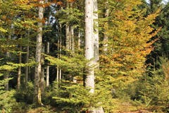 Goldiger Herbstwald. (Bild: Irene Wanner (Schötz, 18. Oktober 2018))