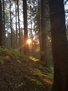 Am Pilzle. (Bild: Andreas Rüegg (Schwarzenberg, 19. Oktober 2018))
