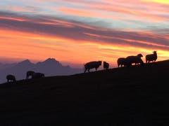 Feierabend auf Rigi Kulm. (Bild: Hans-Peter Hess (Rigi Kulm, 18. Oktober 2018))
