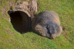 Das Murmeltier tankte gestern noch tüchtig Sonne für den Winterschlaf. Ob es heute Morgen bereits eingeschneit wurde? (Bild: Regula Aeppli (Klewenalp, 30. September 2018))