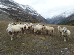 Diesen Saaser Mutten begegnete ich im Mattmarkgebiet, Saas Almagell. (Bild: Bruno Ringgenberg (Mattmark, 1. Oktober 2018))
