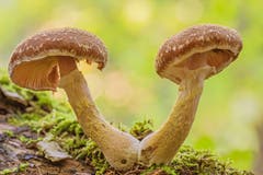 Pilze im Wattbachtobel in St. Gallen. (Bild: Franziska Hörler)