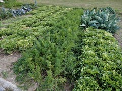 Nei, nei in Meggä esch zum Glück no nid jedes Grundstück verbaut, do gits en wunderschönä Gartä, wo der Inhaber jedes Johr ganz viel Rüebli und Härdöpfu usrupft und ganz viel Salat abhaut ! Aufgenommen an der Sentibühl-Strasse in Meggen. (Bild: Margrith Imhof-Röthlin (Meggen, 2. Oktober 2018))