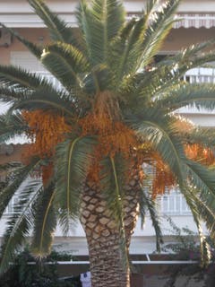 Erinnerung an die Ferien in Kroatien. (Bild: Theres Hodel (Kroatien, 13. September 2018))