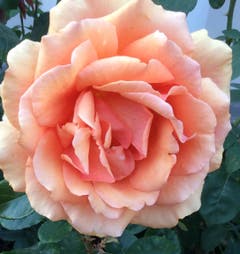 Ein Dank an die herrlichen Rosen der Sonnmatt. (Bild: Katharina von Burg (Sonnmatt, 1. September 2018))