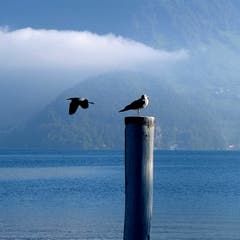 Graureiher im Flug – mit Möwe als Zaungast. (Bild: Sepp Bernasconi (Buochs, 17. Oktober 2018))
