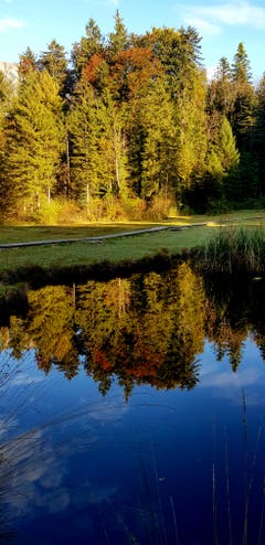 Wasserspiegelung am Gerzensee. (Bild: Michaela Niederberger (11. Oktober 2018))