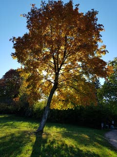 Ahorn im Gegenlicht. (Bild: Dörte Steinauer (Unterägeri, 20. Oktober 2018))
