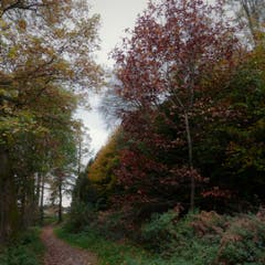 Wanderung durch Hasliwald. (Bild: Ingrid Portmann (Hasliwald, 20. Oktober 2018))