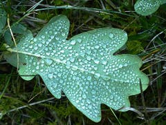 Herbstidylle mit Tautropfen auf Eichenblatt. (Bild: Josef Lustenberger (Wolhusen, 15. Oktober 2018))
