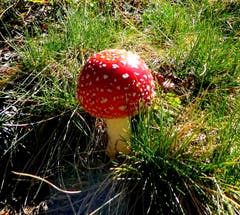 Herbst im Südtirol. (Bild: Walter Buholzer (23. September 2018))