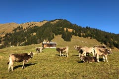 Die Rinder geniessen ihre allerletzten Alptage auf Oberflüe. (Bild: Niklaus Rohrer (18. Oktober 2018))