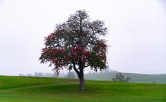 Herbstbaum im Nebel. (Bild: Josefine Kunz-Distel (Meggen, 20. Oktober 2018))