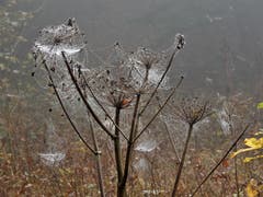 Trotz Nebel auf dem Gätterlipass zum Urmiberg macht das Wandern mit diesen entstandenen "Naturschönheiten" riesig Spass. (Bild: Margrith Imhof-Röthlin 20. Oktober 2018)