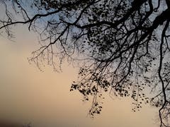 Herbstbaum auf dem Brünig. (Bild: Bruno Ringgenberg)
