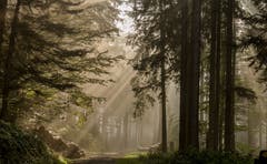 Sonnenstrahlen auf dem Zugerberg. (Bild: Daniel Hegglin (Walchwil, 19. Oktober 2018))