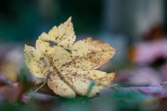Herbst (Bild: Marianne Schmid)