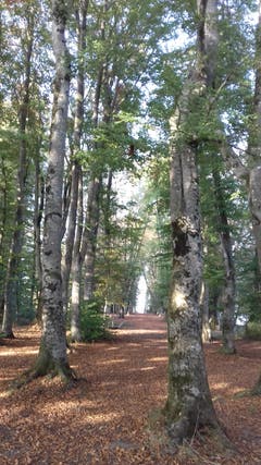 Baumallee. Aufnahmeort: Wald Kathedrale, Schlössliwäldli, Beromünster. (Bild: Daniela Helfenstein-Inglin)