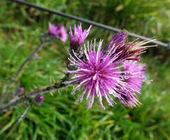 Tau- oder Nebeltröpfchen auf einer Wiesenblume, Seebodenalp. (Bild: Margrith Imhof-Röthlin 21. Oktober 2018)